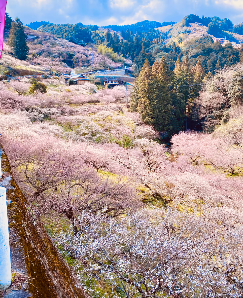 投稿写真：後世に残したい絶景❣️南朝の残り香を守る人々の営み 賀名生梅