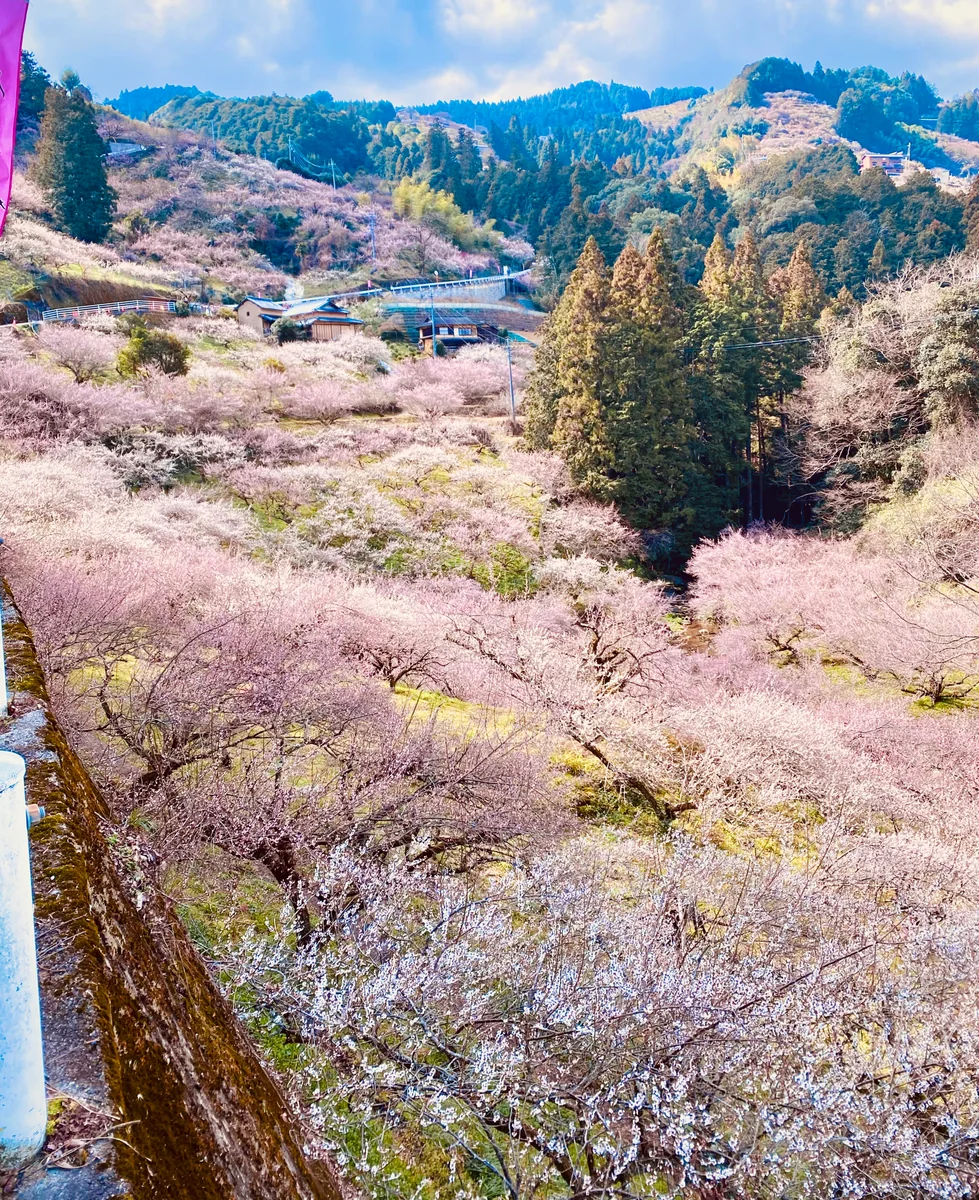 投稿写真：後世に残したい絶景❣️南朝の残り香を守る人々の営み 賀名生梅