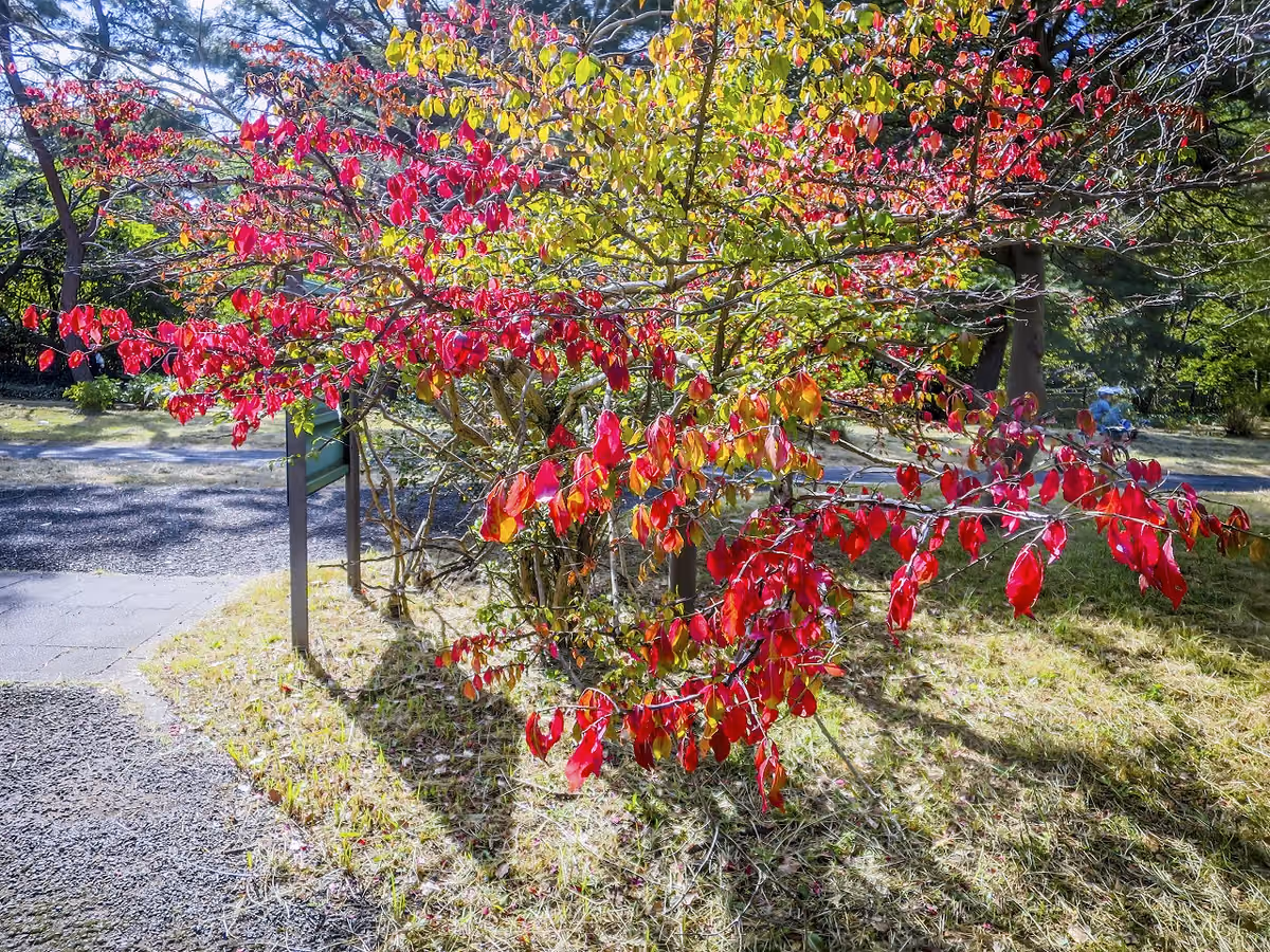 投稿写真：真っ赤な紅葉