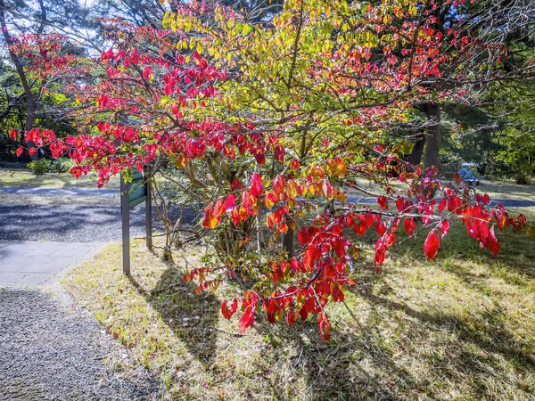 投稿：真っ赤な紅葉