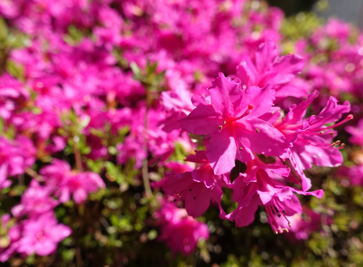 投稿写真：駅前のツツジ