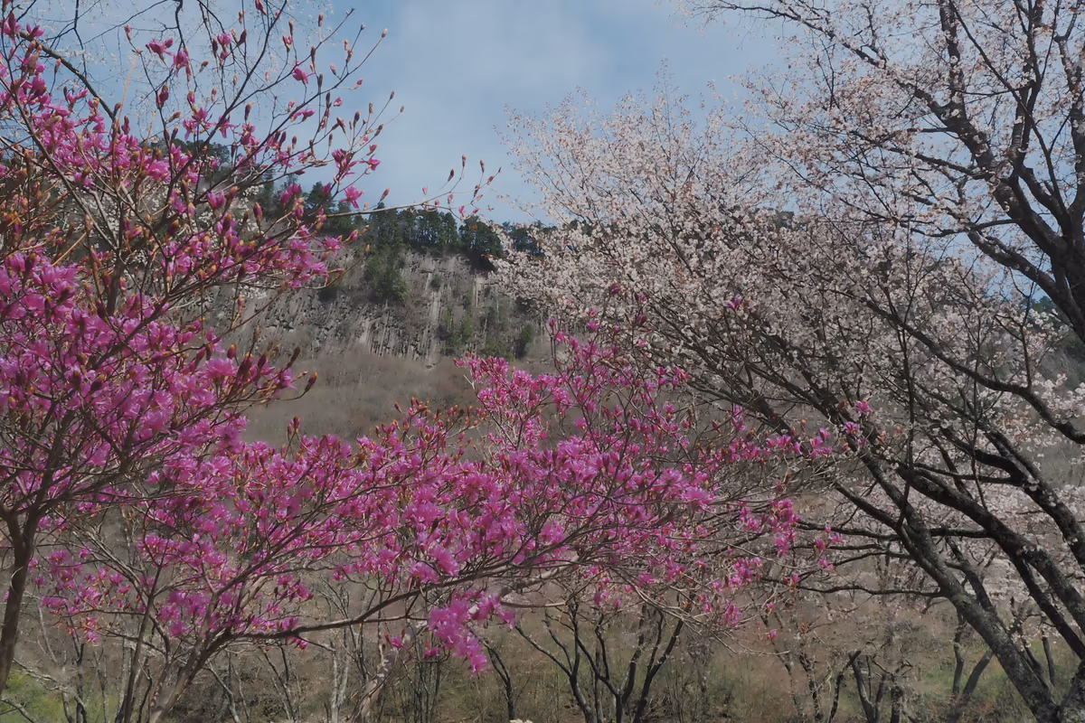 投稿写真：屏風岩　ヤマツツジと桜