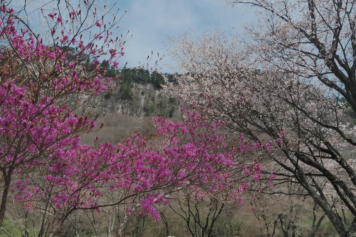 投稿写真：屏風岩　ヤマツツジと桜
