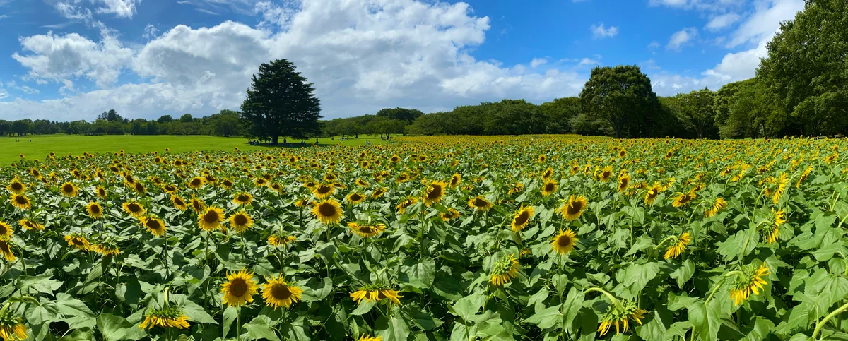 投稿写真：盛夏