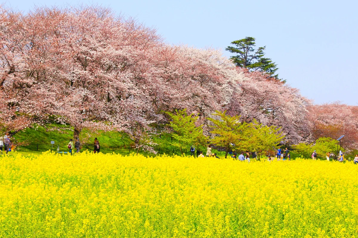 投稿写真：権現堂