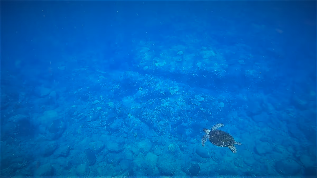 投稿写真：ウミガメと泳ぐ場所