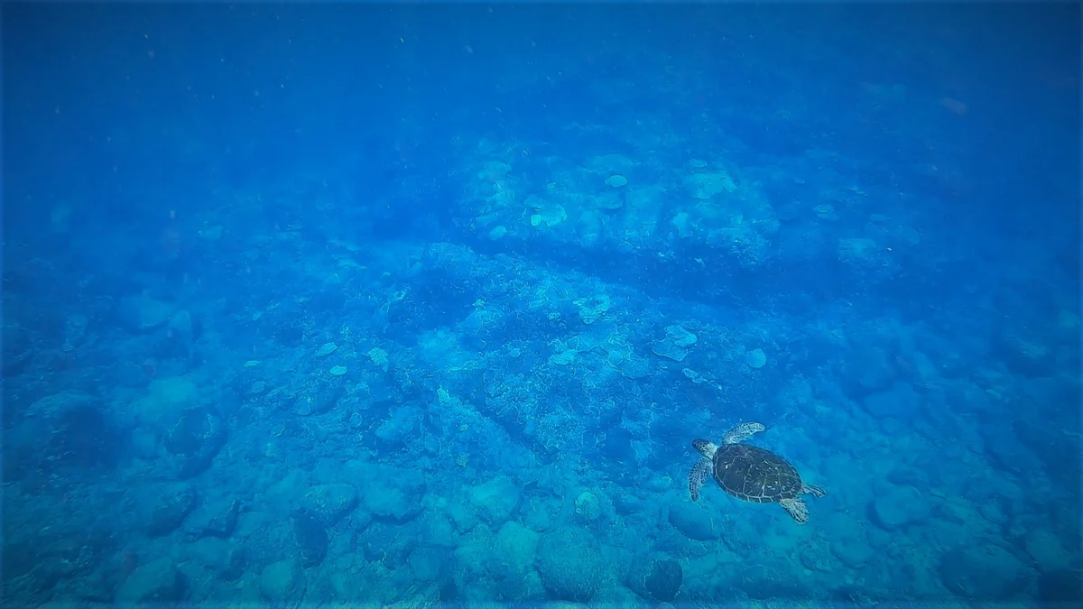 投稿写真：ウミガメと泳ぐ場所