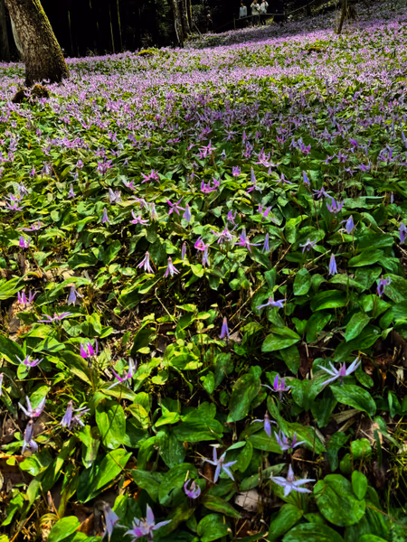 投稿：くぬぎ林に広がる紫の花園