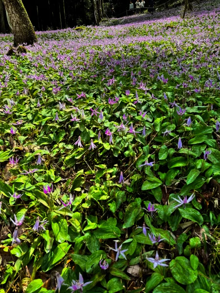 投稿：くぬぎ林に広がる紫の花園