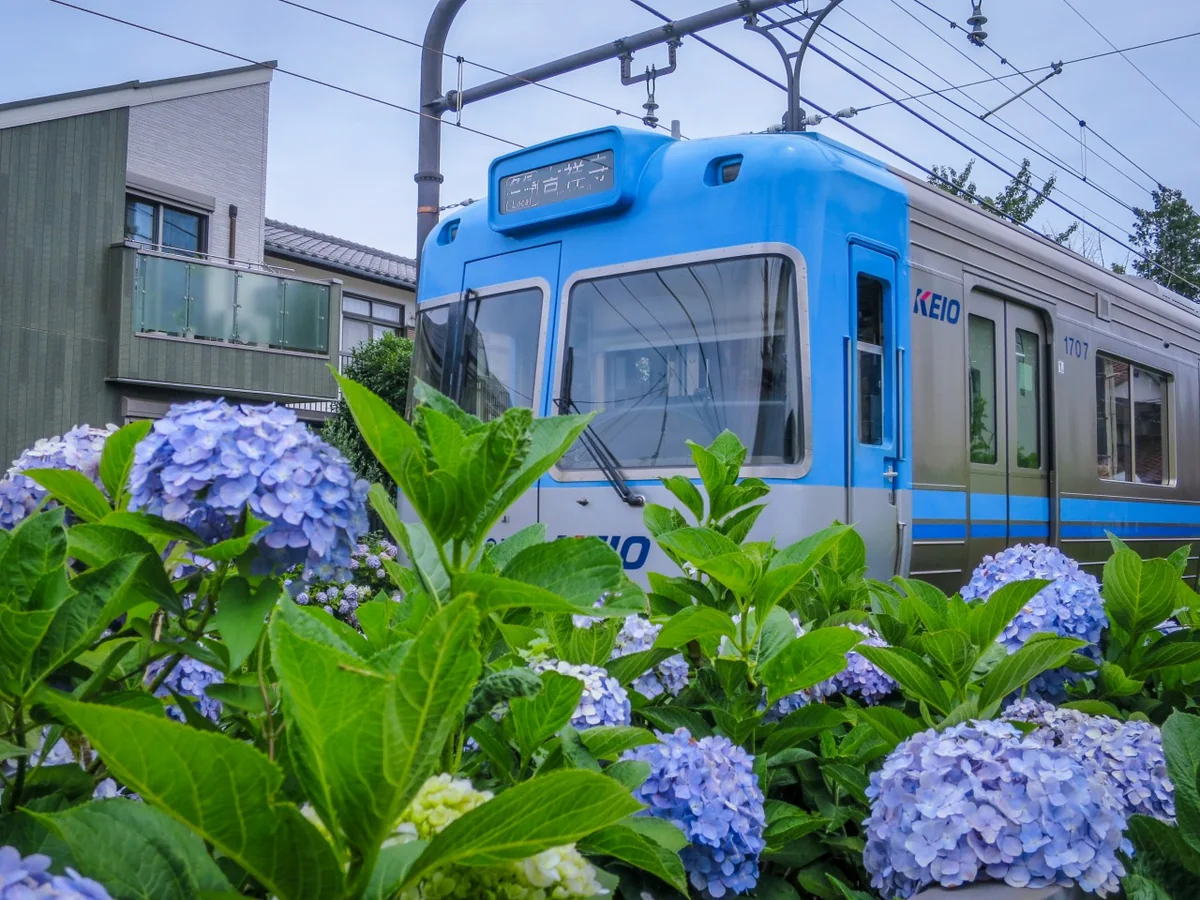 投稿写真：井の頭線とあじさい