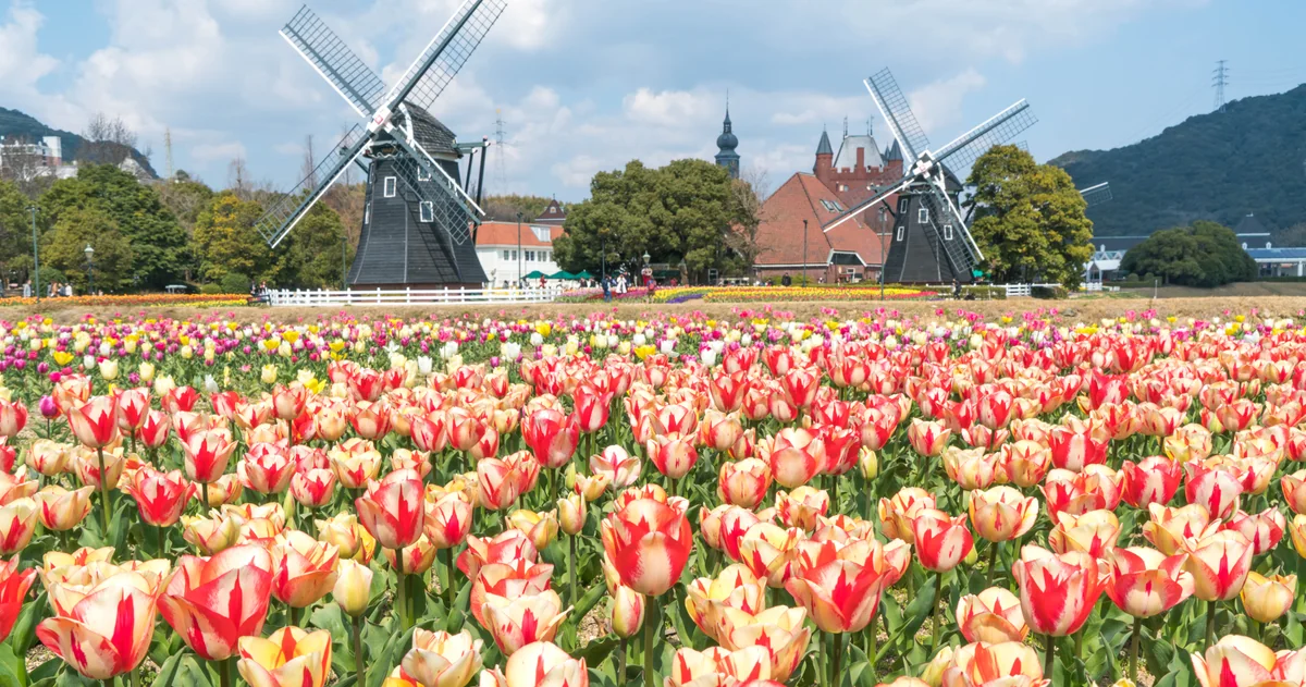 投稿写真：ハウステンボス　チューリップ祭