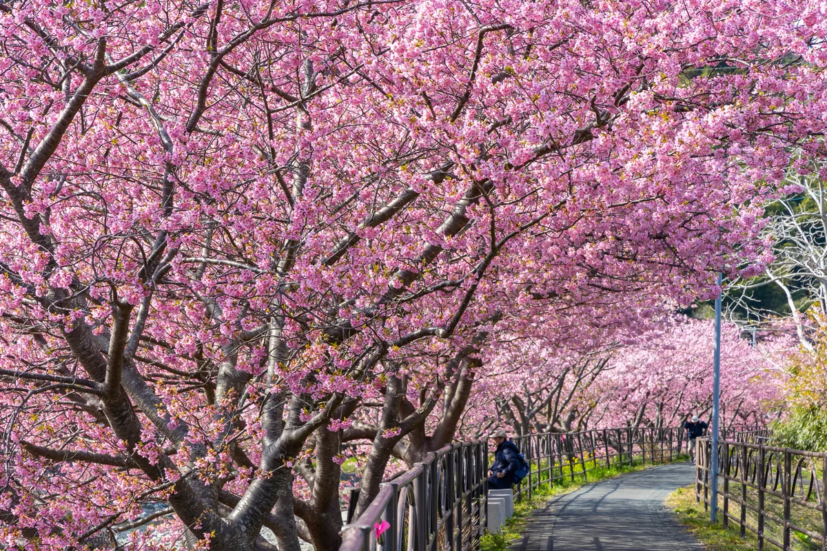 投稿写真：さくらトンネル