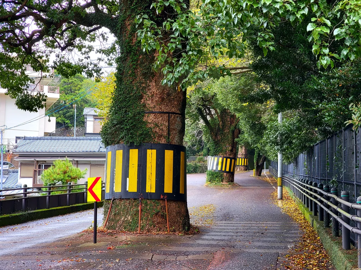 投稿写真：巨木ロード