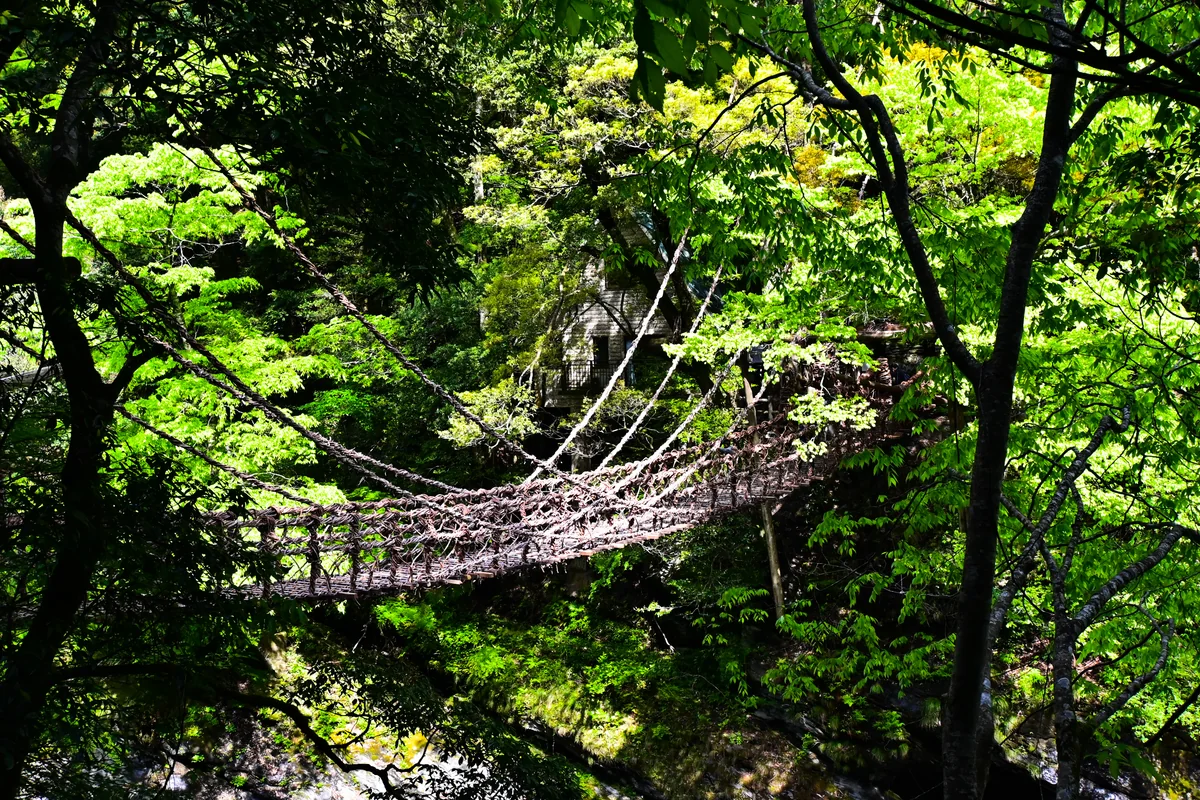 投稿写真：かずら橋