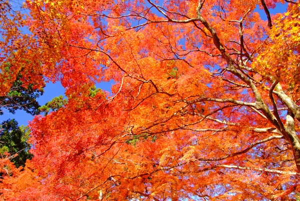 投稿：三千院、光あり