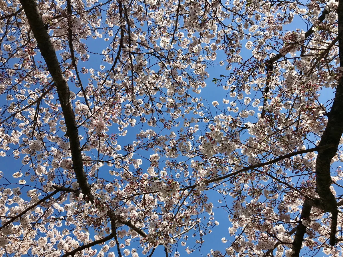 投稿写真：桜