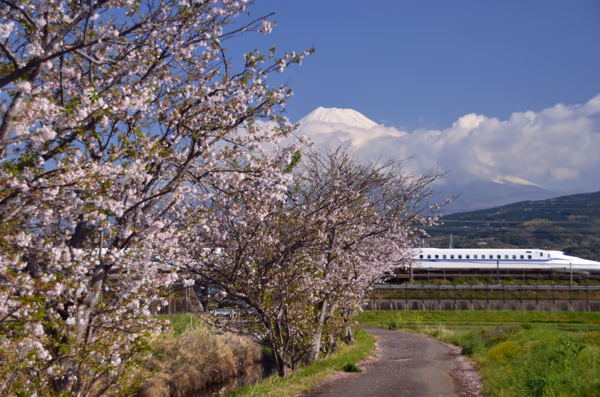 投稿写真：東海道新幹線沿線の残り桜