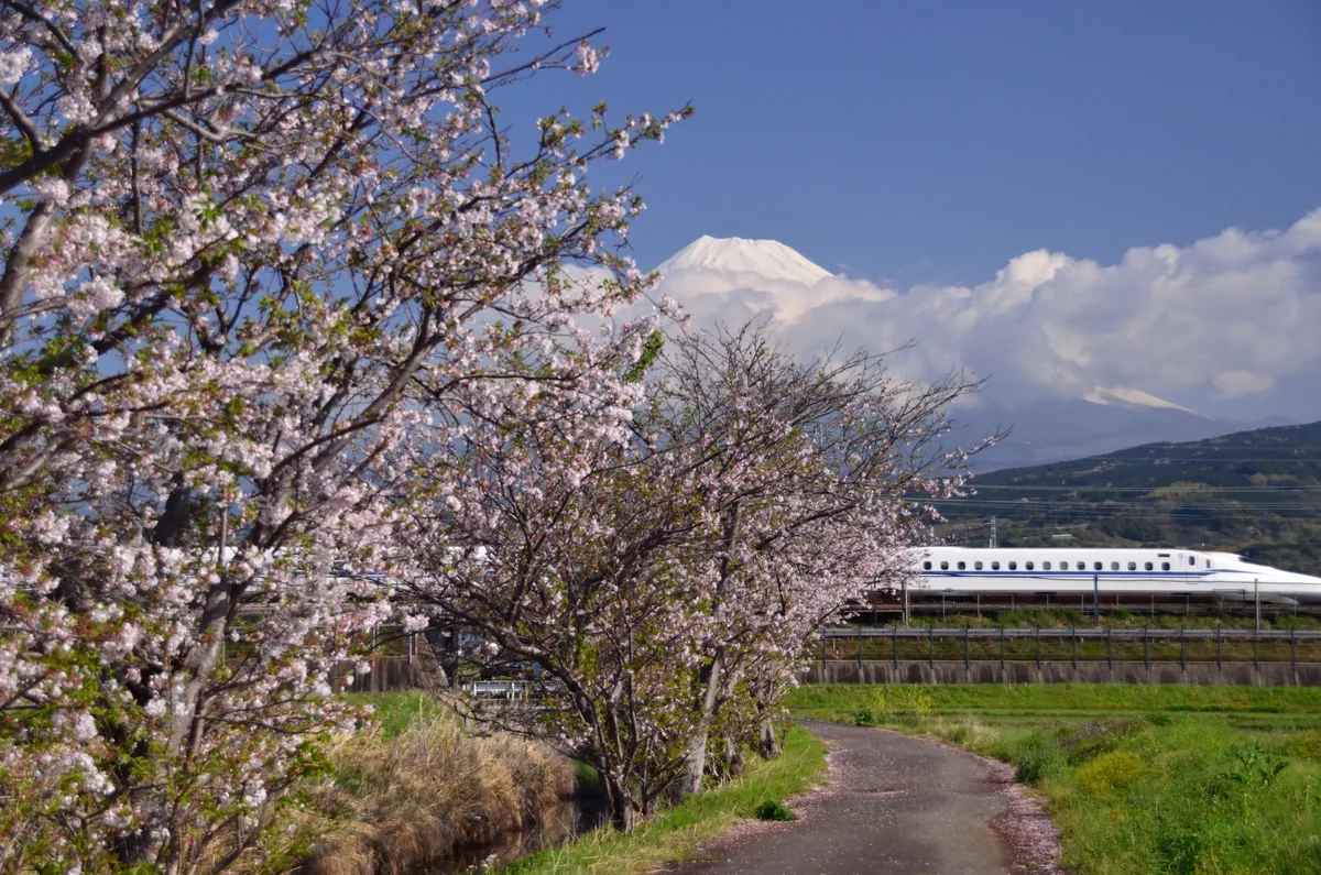 投稿写真：東海道新幹線沿線の残り桜