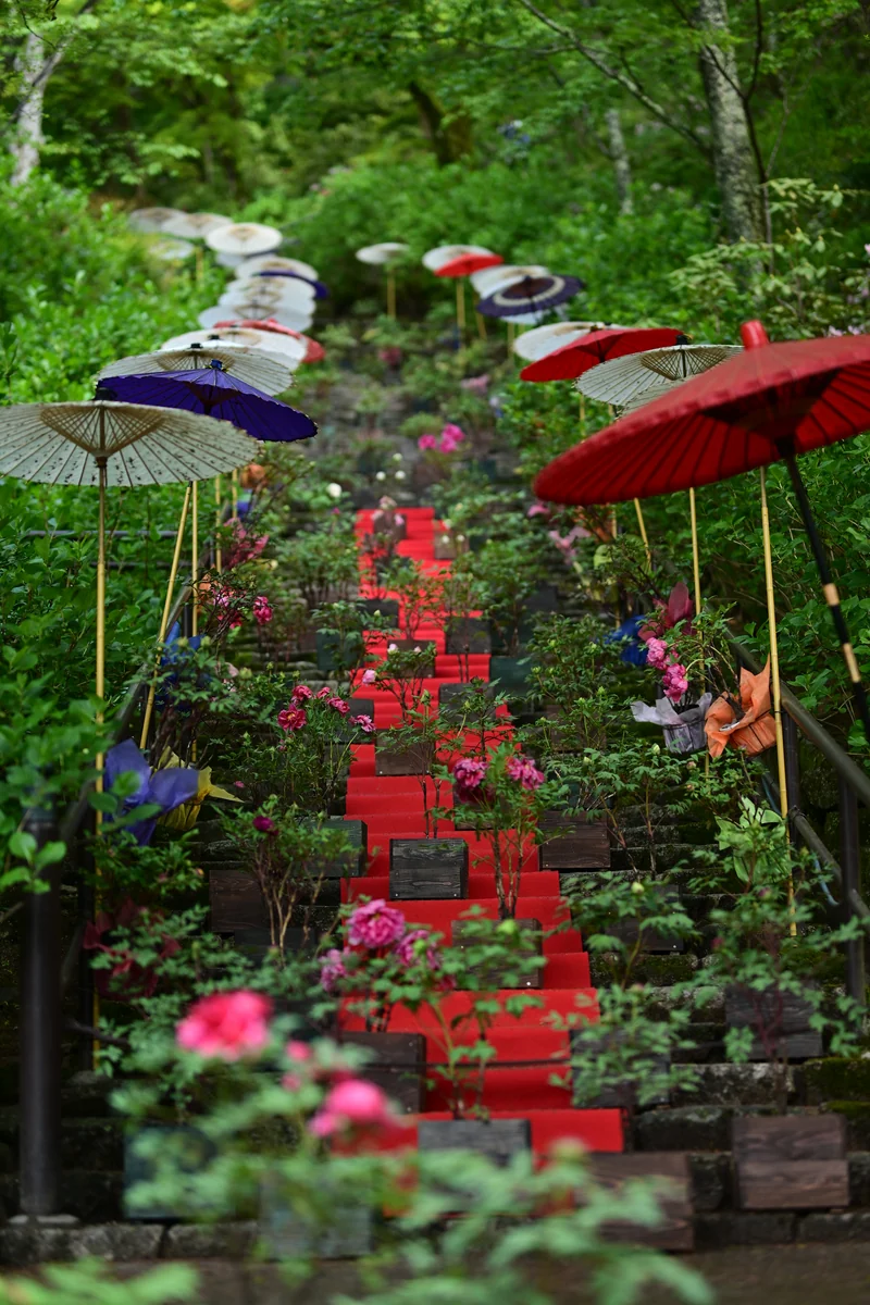 投稿写真：長谷寺　ぼたん回廊