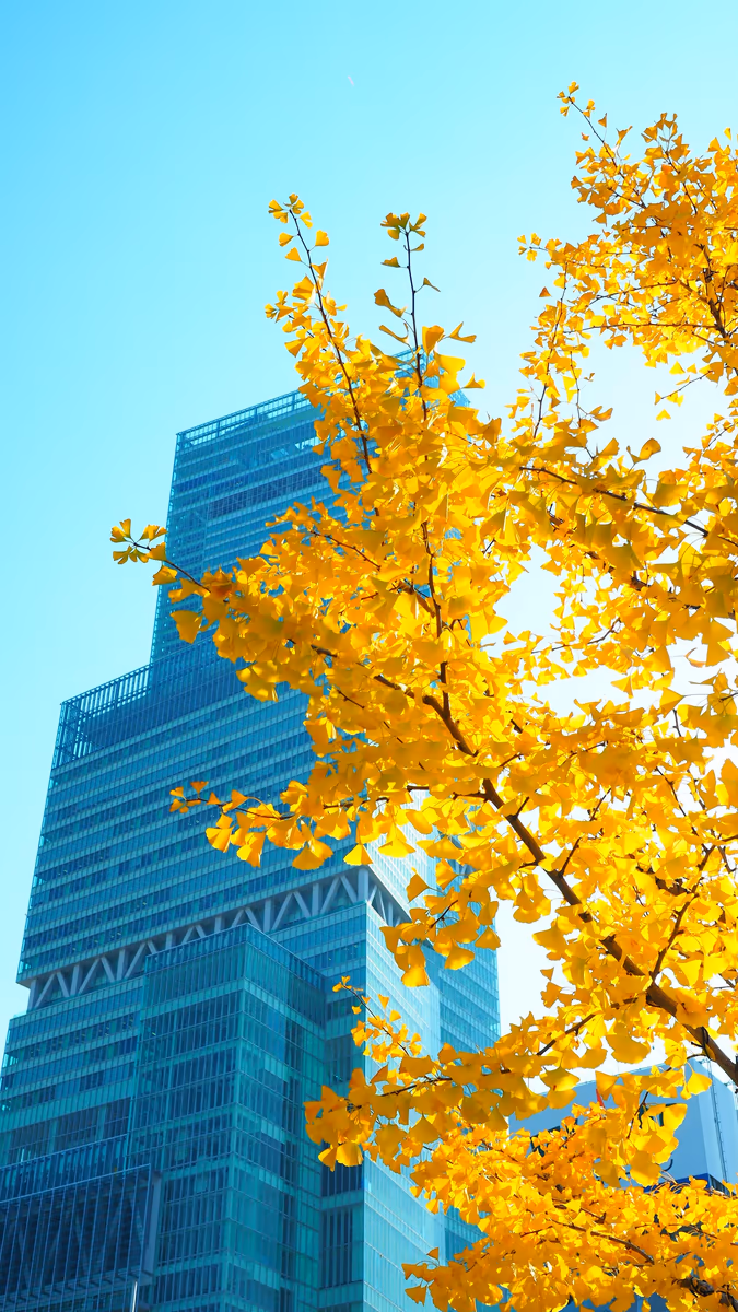 投稿写真：あべのハルカス　イチョウ