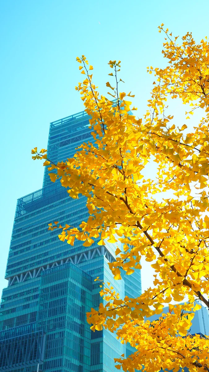 投稿写真：あべのハルカス　イチョウ