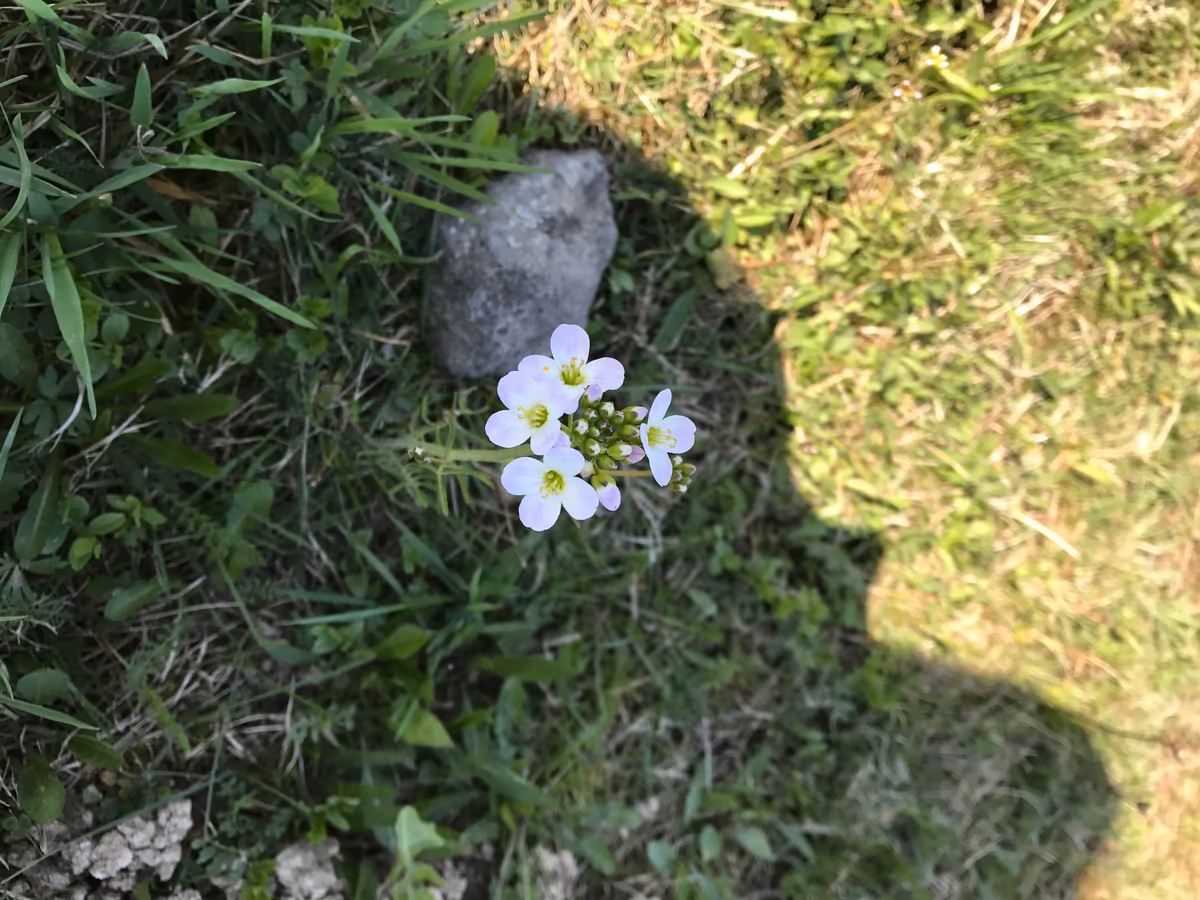 投稿写真：アウシュビッツに咲く花
