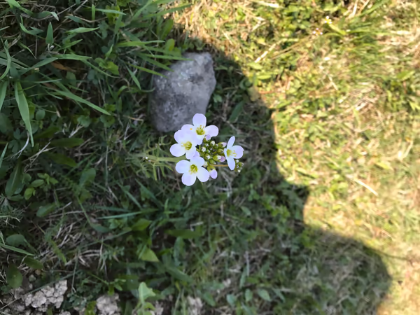 投稿：アウシュビッツに咲く花