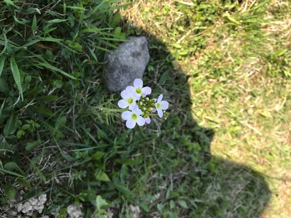 投稿：アウシュビッツに咲く花