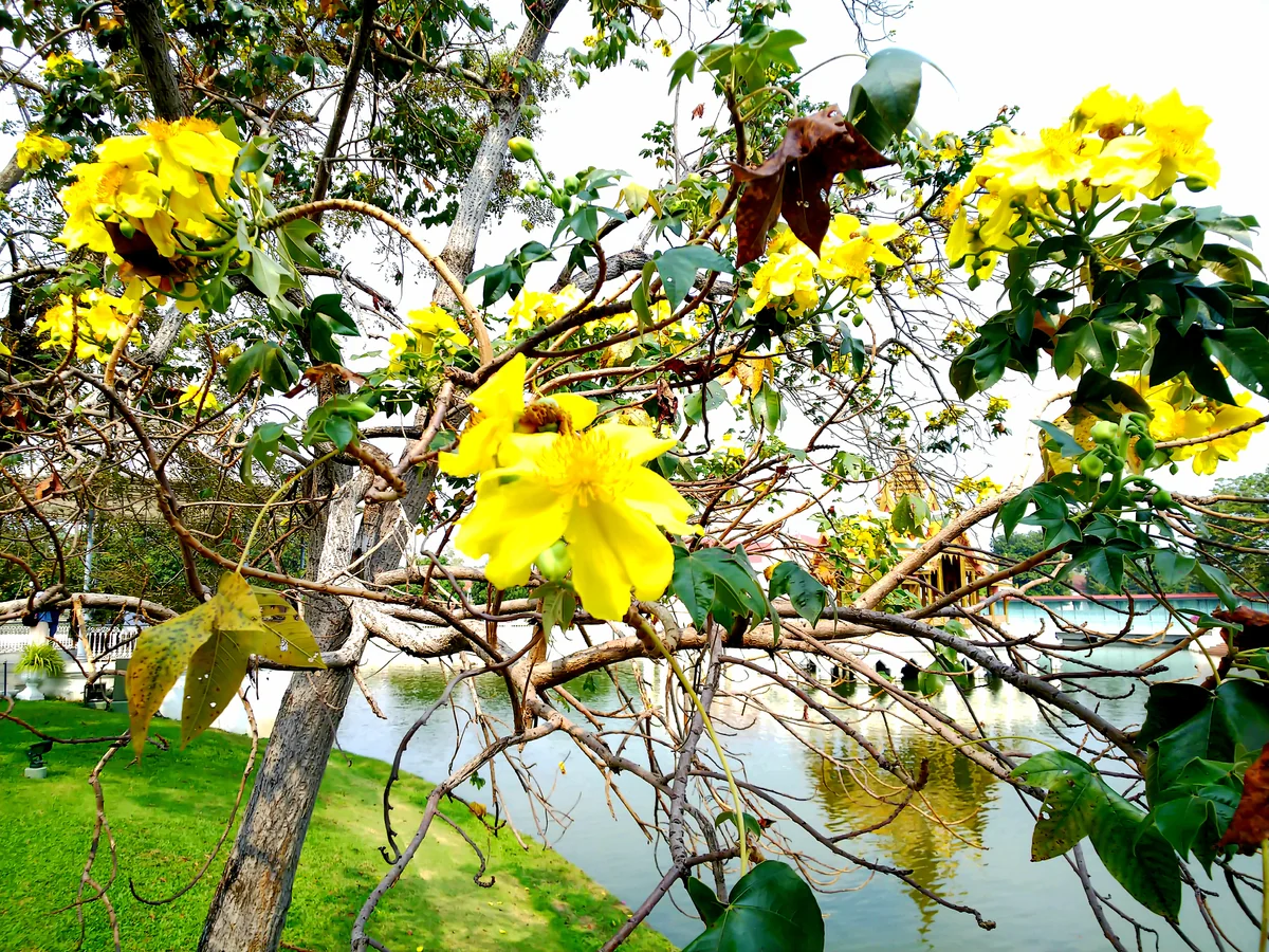 投稿写真：タイの黄色い花