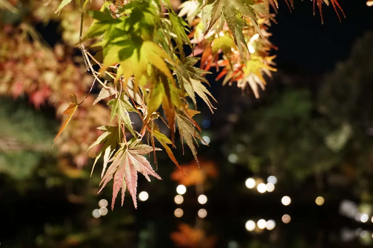 投稿写真：白鳥庭園　秋のライトアップ