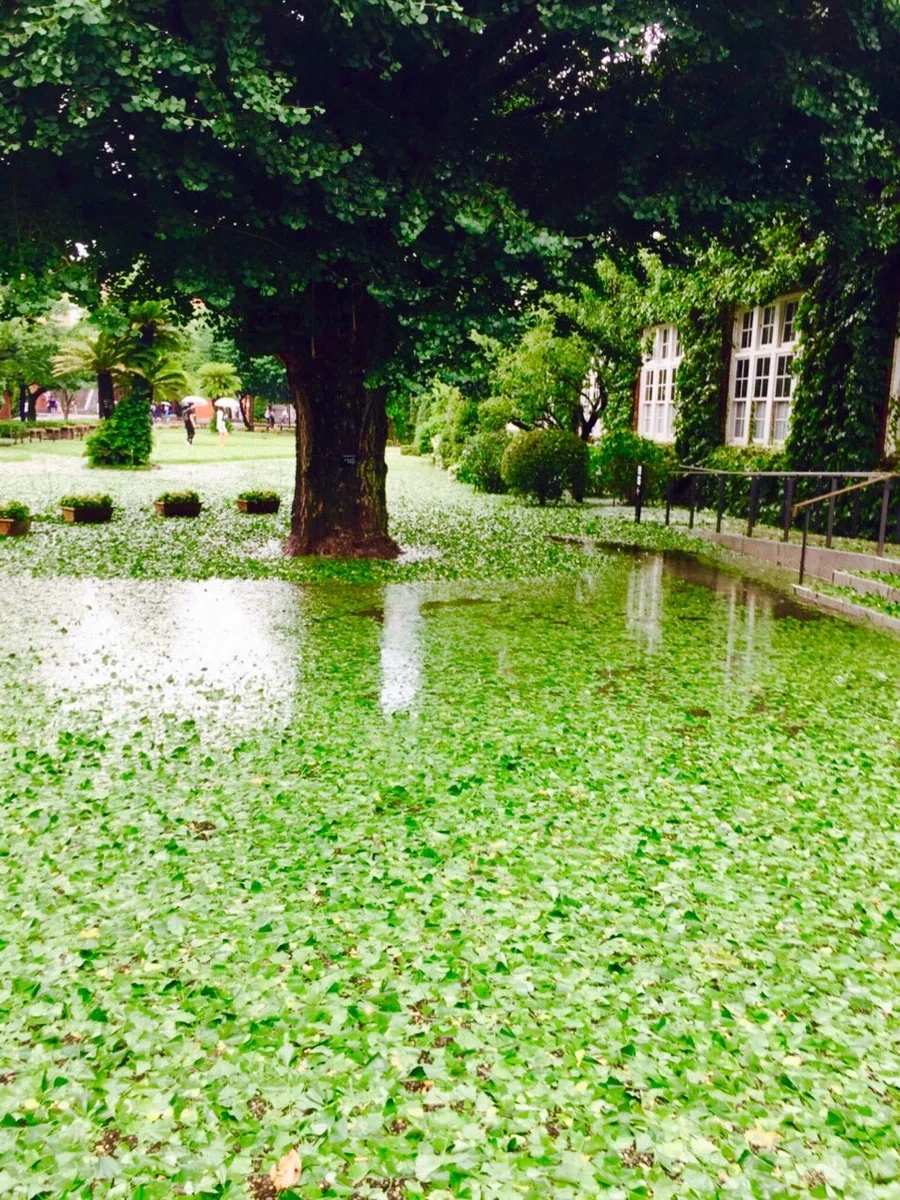 投稿写真：雨の立教大学