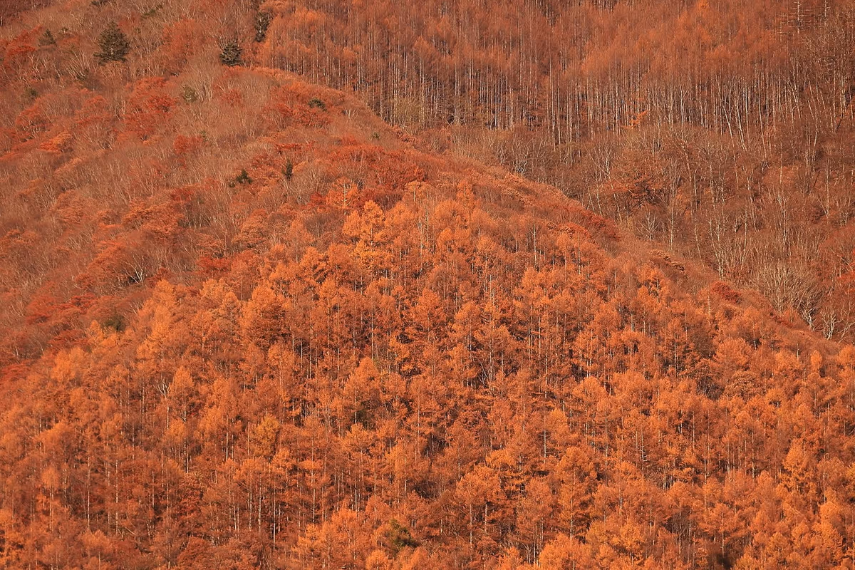 投稿写真：燃える木賊山針葉樹