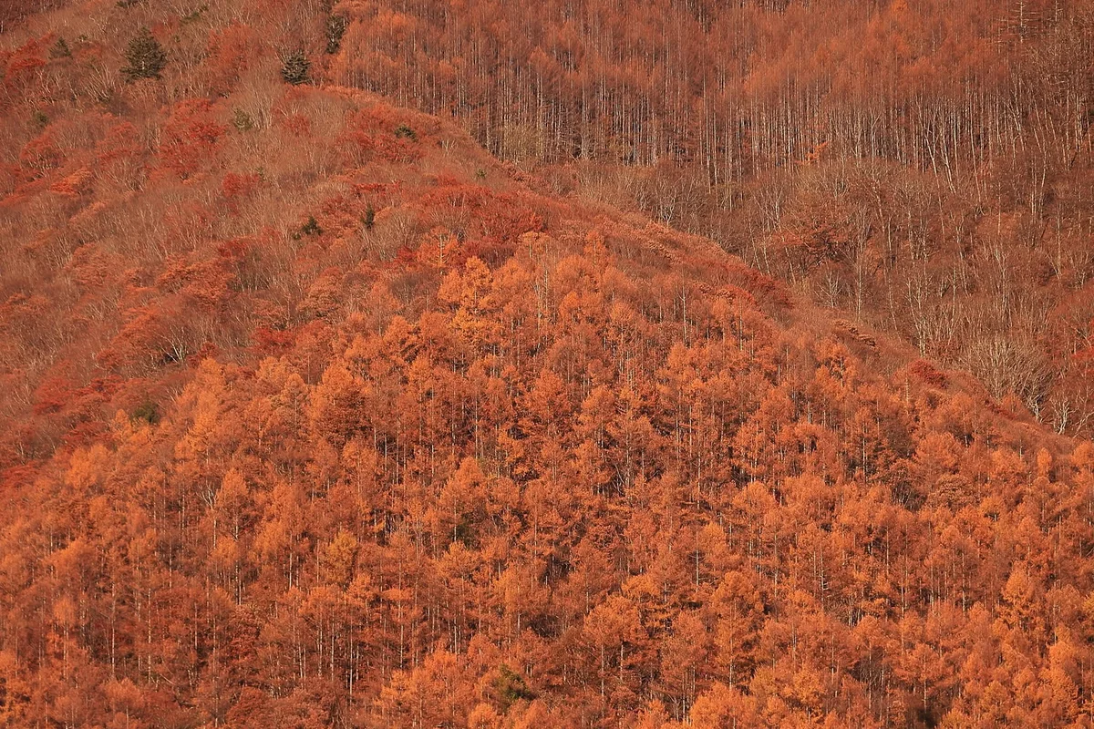 投稿写真：燃える木賊山針葉樹
