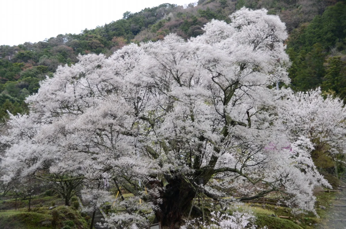 投稿写真：仏隆寺千年桜