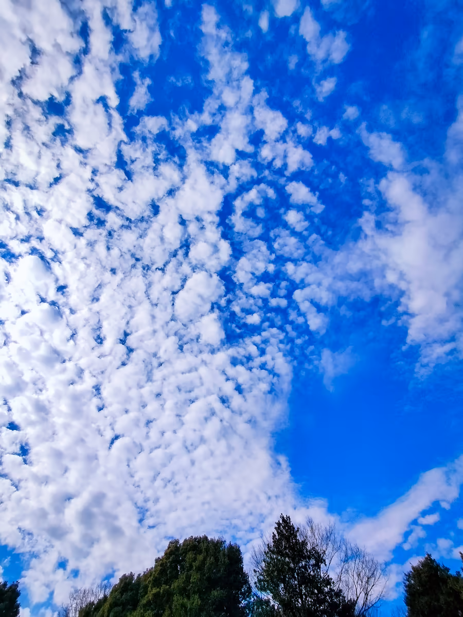 投稿写真：羊雲