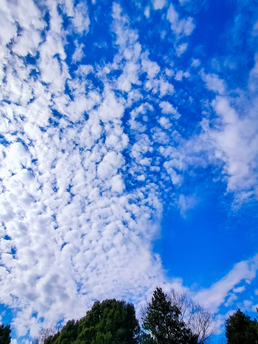投稿写真：羊雲
