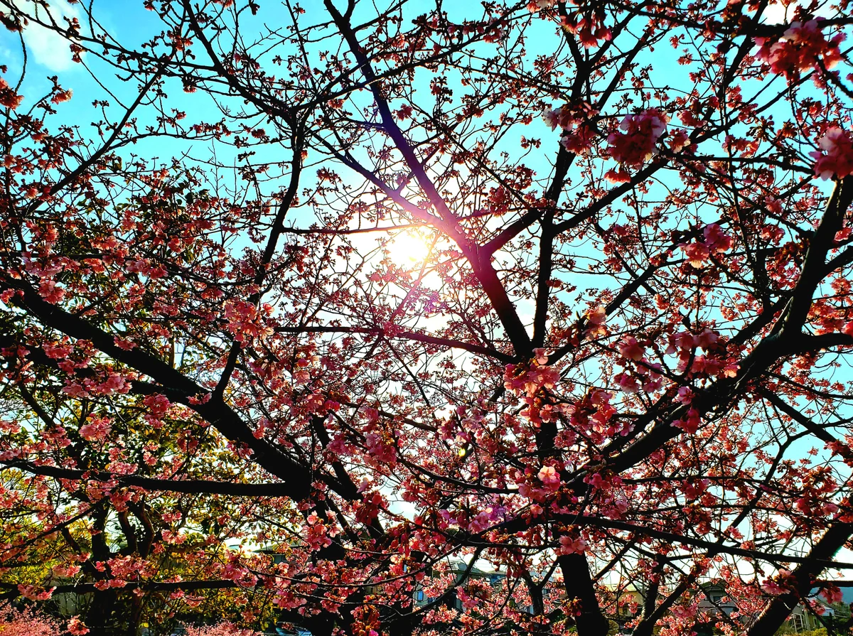 投稿写真：河津桜