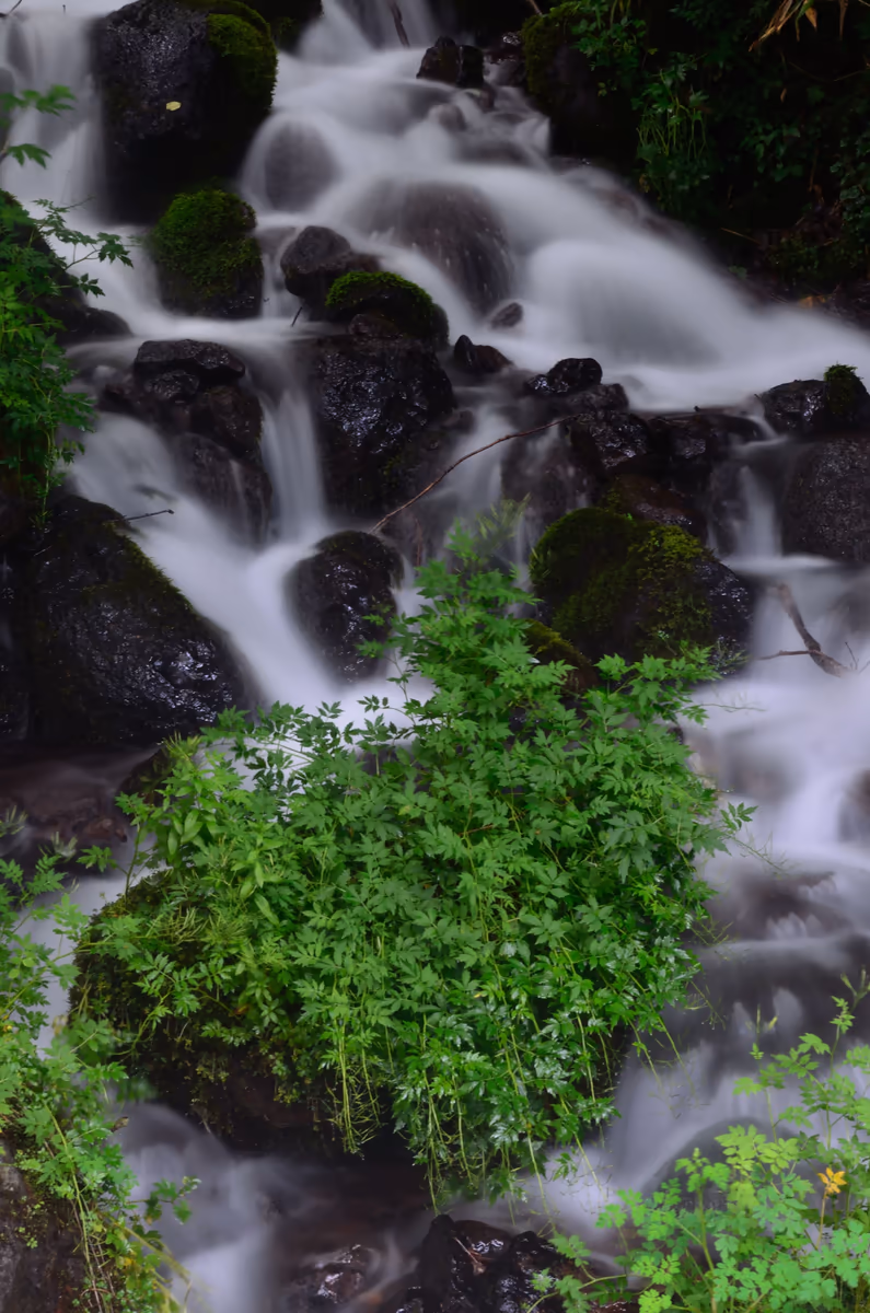 投稿写真：渓流