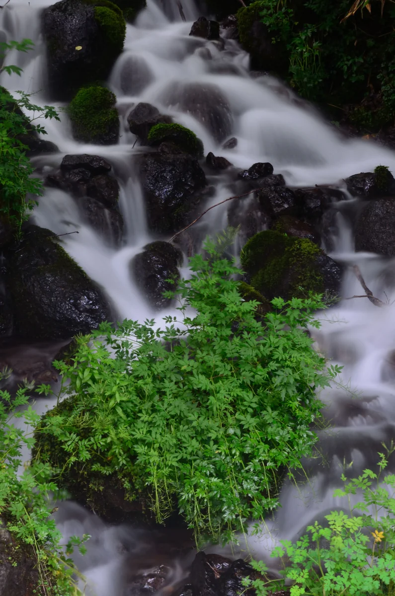 投稿写真：渓流