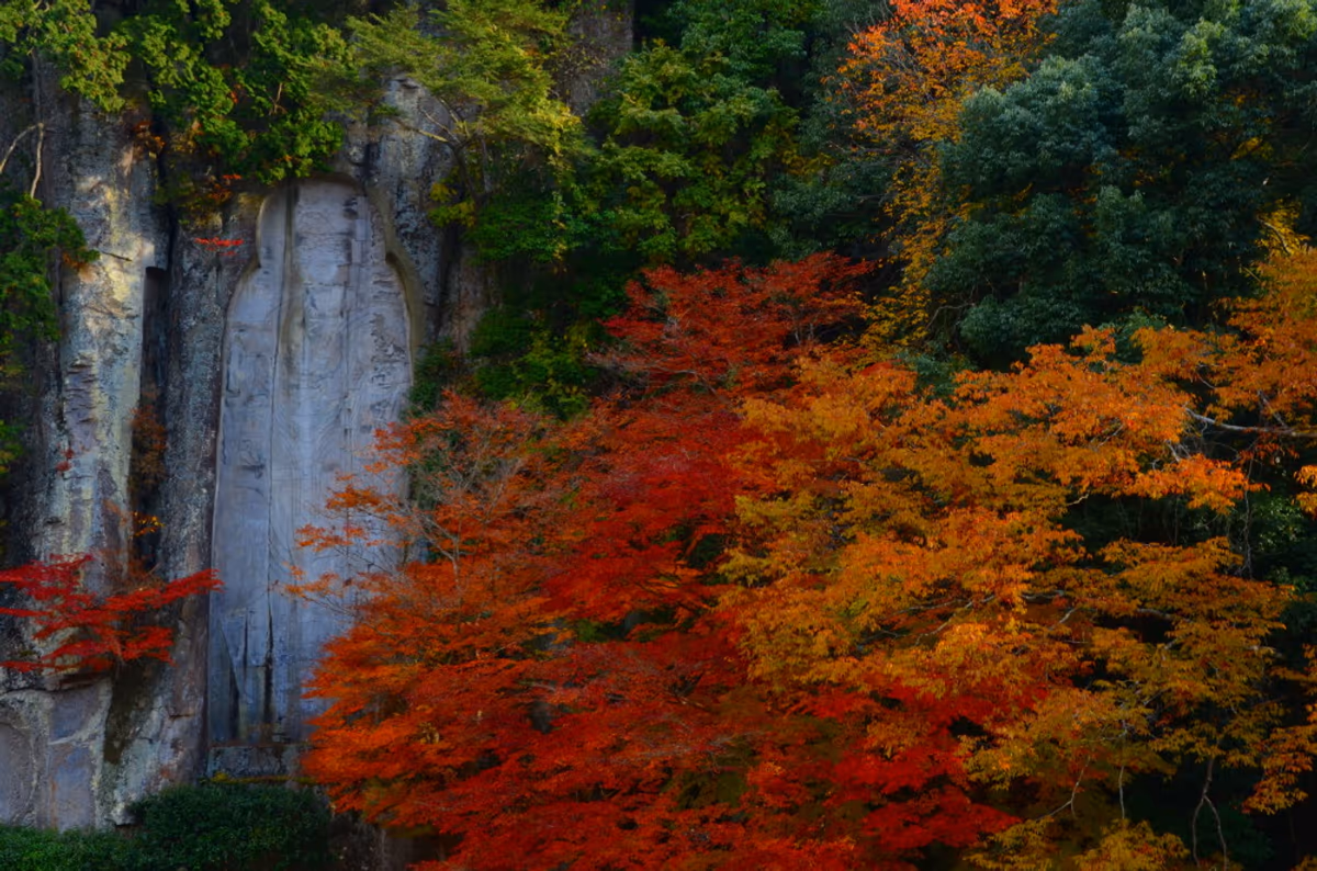 投稿写真：大野寺紅葉