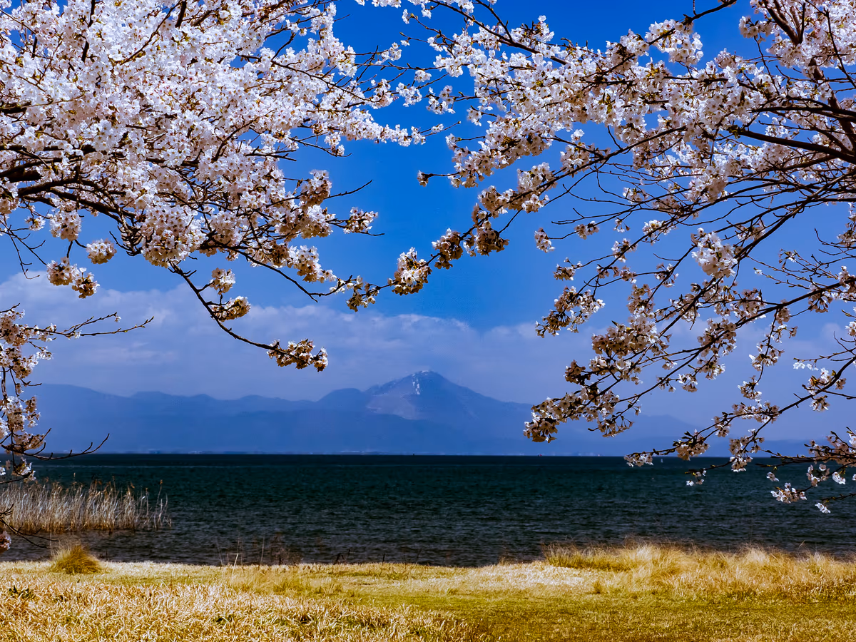 投稿写真：桜咲く湖畔に新緑の伊吹