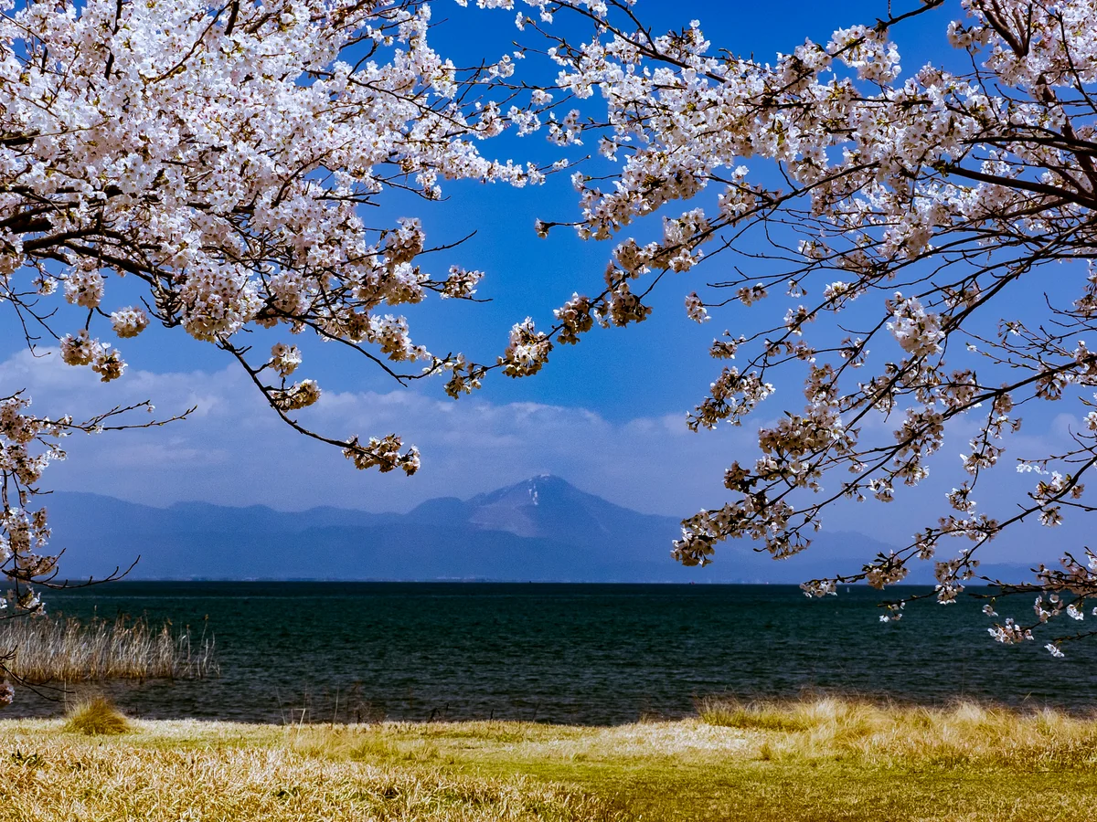 投稿写真：桜咲く湖畔に新緑の伊吹