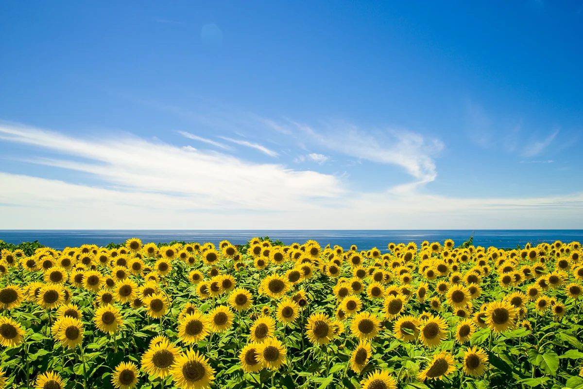 投稿写真：海の見えるひまわり畑