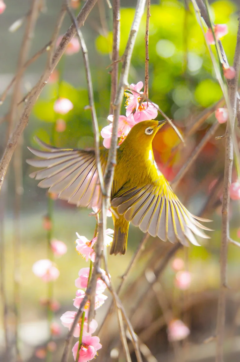 投稿写真：梅ジロー