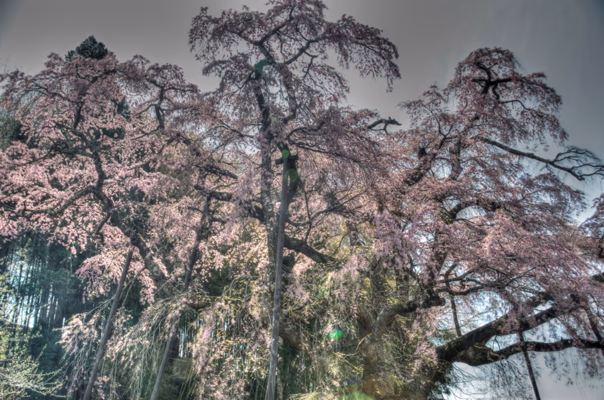 投稿写真：紅枝垂れの地蔵桜