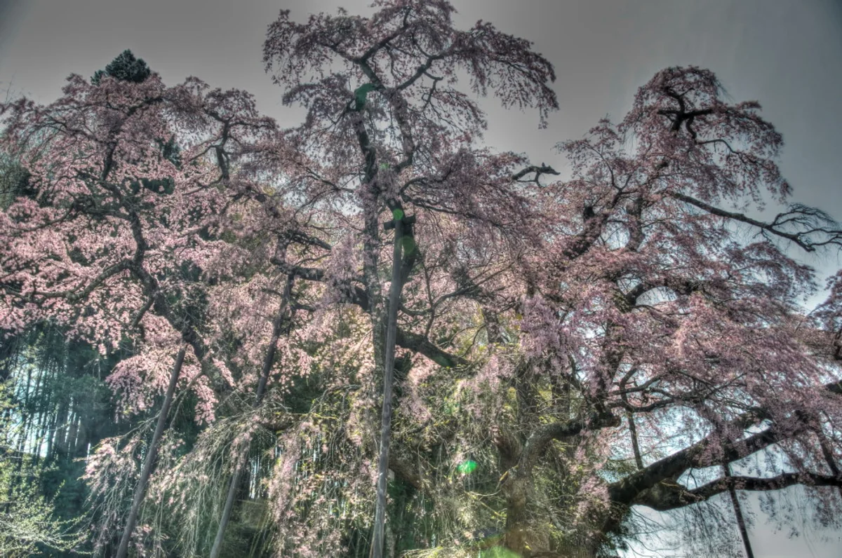 投稿写真：紅枝垂れの地蔵桜