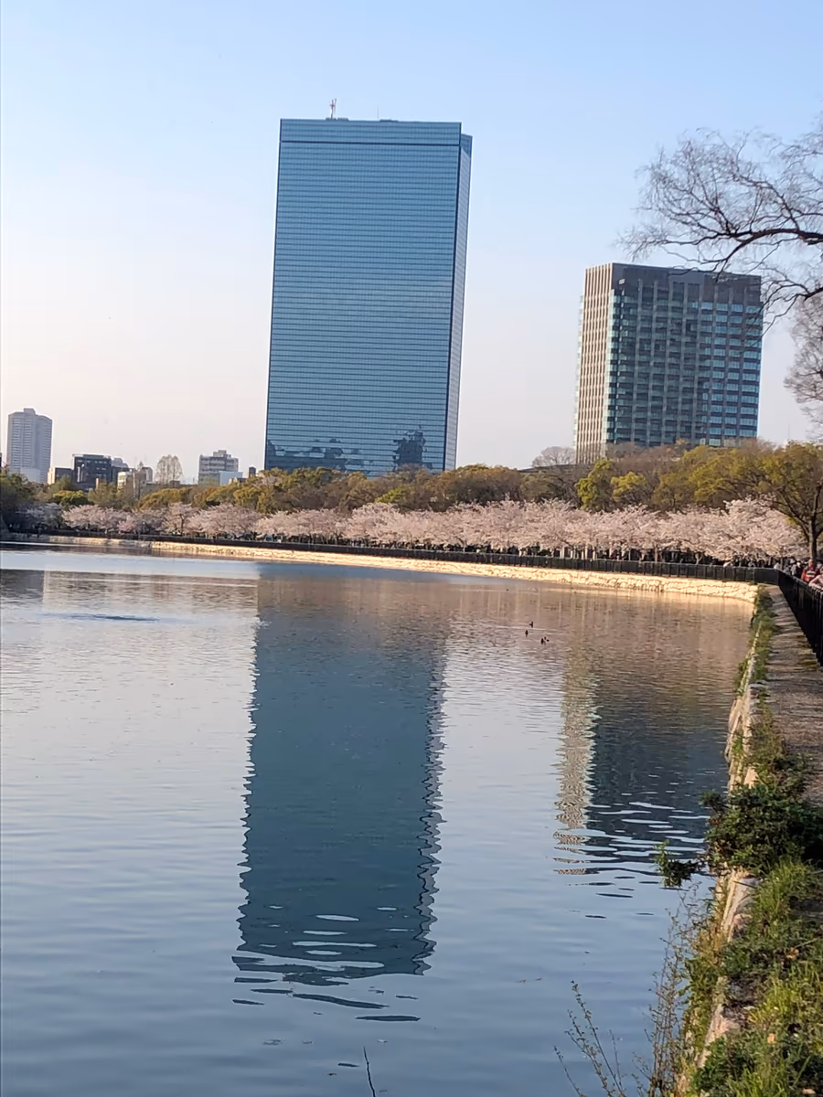 投稿写真：大阪城のお堀の桜