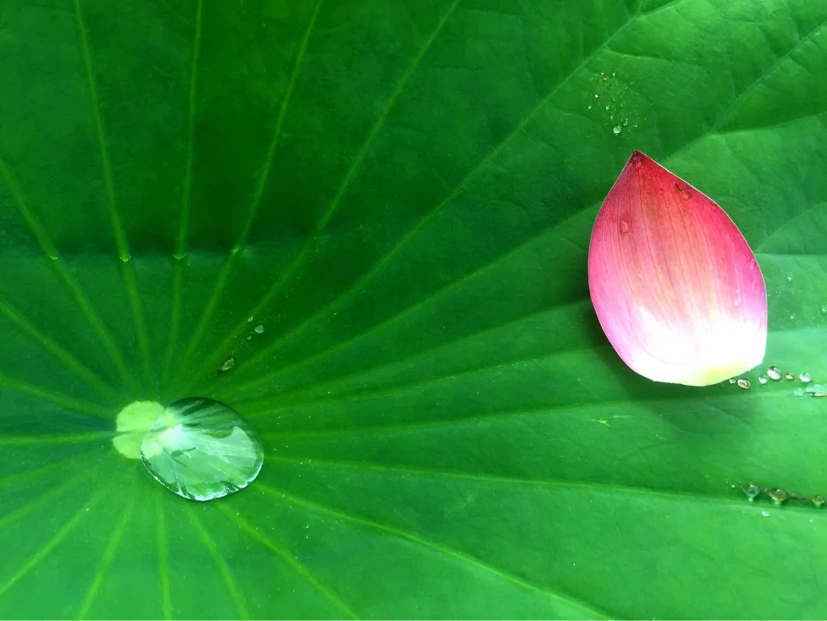 投稿写真：草津市立水生植物園　みずの森