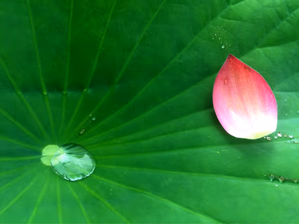 投稿：草津市立水生植物園　みずの森