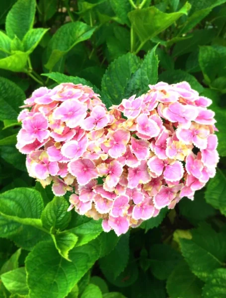 投稿：三室戸寺